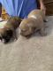 Shih Tzu Puppies for sale in Shoreham, MI 49085, USA. price: $300