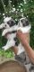 Shih Tzu Puppies for sale in Begur, Bengaluru, Karnataka, India. price: 28000 INR