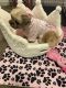 Shih Tzu Puppies for sale in Greenville, NC, USA. price: $300