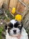 Shih Tzu Puppies for sale in Puyallup, WA, USA. price: $1,900