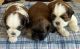 Shih Tzu Puppies for sale in Cocoa, FL, USA. price: $1,000