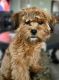 Shih Tzu Puppies for sale in Robertsville, MO 63072, USA. price: $600