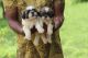 Shih Tzu Puppies for sale in Ashok Nagar, Chennai, Tamil Nadu, India. price: 19999 INR