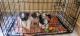 Shih Tzu Puppies for sale in Kammanahalli, Bengaluru, Karnataka, India. price: 14000 INR