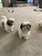 Shih Tzu Puppies for sale in Union City, GA, USA. price: $1,000