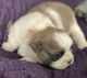Shih Tzu Puppies for sale in Grand Ledge, MI 48837, USA. price: $1,500