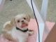Shih Tzu Puppies for sale in Aubrey, TX, USA. price: $300