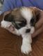 Shih Tzu Puppies for sale in North Port, FL, USA. price: $300,400