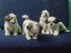 Shih Tzu Puppies