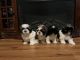 Shih Tzu Puppies for sale in Susquehanna, PA 18847, USA. price: $85,000