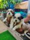 Shih Tzu Puppies for sale in Hebbal, Bengaluru, Karnataka, India. price: 16000 INR