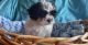 Shih Tzu Puppies for sale in Bailey, NC 27807, USA. price: NA