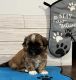 Shih Tzu Puppies for sale in Milton, FL 32571, USA. price: $2,500