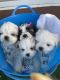 Shih Tzu Puppies for sale in Brighton, CO, USA. price: $950