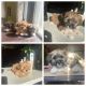 Shih Tzu Puppies for sale in Berwyn, IL 60402, USA. price: NA