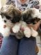 Shih Tzu Puppies for sale in Glendale, AZ, USA. price: $300