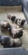 Shih Tzu Puppies for sale in Porterville, CA 93257, USA. price: NA