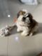 Shih Tzu Puppies for sale in Thane, Maharashtra, India. price: 30000 INR
