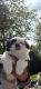 Shih Tzu Puppies for sale in Moscow, ID, USA. price: NA