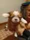 Shih Tzu Puppies for sale in Henderson, KY 42420, USA. price: NA