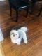 Shih Tzu Puppies for sale in Randleman, NC 27317, USA. price: $900