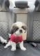 Shih Tzu Puppies for sale in New Port Richey, FL, USA. price: $600