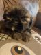 Shih Tzu Puppies for sale in Riceville, TN 37370, USA. price: $150,000