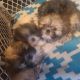 Shih Tzu Puppies for sale in North Little Rock, AR, USA. price: NA