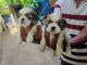 Shih Tzu Puppies for sale in Hebbal, Bengaluru, Karnataka, India. price: 13000 INR