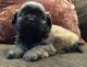 Shih Tzu Puppies for sale in Buffalo, NY, USA. price: $900