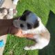 Shih Tzu Puppies for sale in Westwego, LA, USA. price: $800