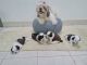 Shih Tzu Puppies for sale in Nijalingappa Layout, Davanagere, Karnataka, India. price: 20000 INR