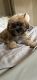 Shih Tzu Puppies for sale in 7953 S King Dr, Chicago, IL 60619, USA. price: NA