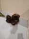 Shih Tzu Puppies for sale in Ellicott City, MD, USA. price: NA