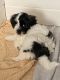 Shih Tzu Puppies for sale in Prince George's County, MD, USA. price: $1,500