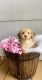 Shih Tzu Puppies for sale in Anna, TX 75409, USA. price: $1,500