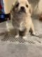 Shih Tzu Puppies for sale in 330 S Centre St, San Pedro, CA 90731, USA. price: $1,400