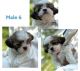 Shih Tzu Puppies for sale in Plainville, MA, USA. price: $2,500