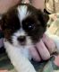 Shih Tzu Puppies for sale in Hampton, VA 23669, USA. price: NA