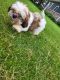 Shih Tzu Puppies for sale in Remsen, IA 51050, USA. price: NA
