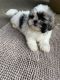 Shih Tzu Puppies for sale in 1541 Gibralter Dr, Jackson, MS 39204, USA. price: $600