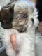Shih Tzu Puppies for sale in MAGNOLIA SQUARE, FL 34771, USA. price: $1,500