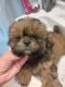 Shih Tzu Puppies for sale in Jefferson County, MO, USA. price: NA