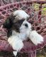 Shih Tzu Puppies for sale in Minonk, IL 61760, USA. price: NA