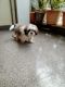 Shih Tzu Puppies for sale in Naagarabhaavi, Bengaluru, Karnataka, India. price: 15000 INR