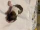 Shih Tzu Puppies for sale in Reading, PA, USA. price: NA