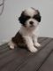 Shih Tzu Puppies for sale in Palmview, TX 78574, USA. price: NA