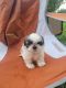 Shih Tzu Puppies for sale in Morgantown, KY 42261, USA. price: NA