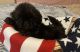Shih Tzu Puppies for sale in Maysville, KY 41056, USA. price: $500