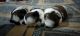 Shih Tzu Puppies for sale in Delhi, India. price: 27000 INR